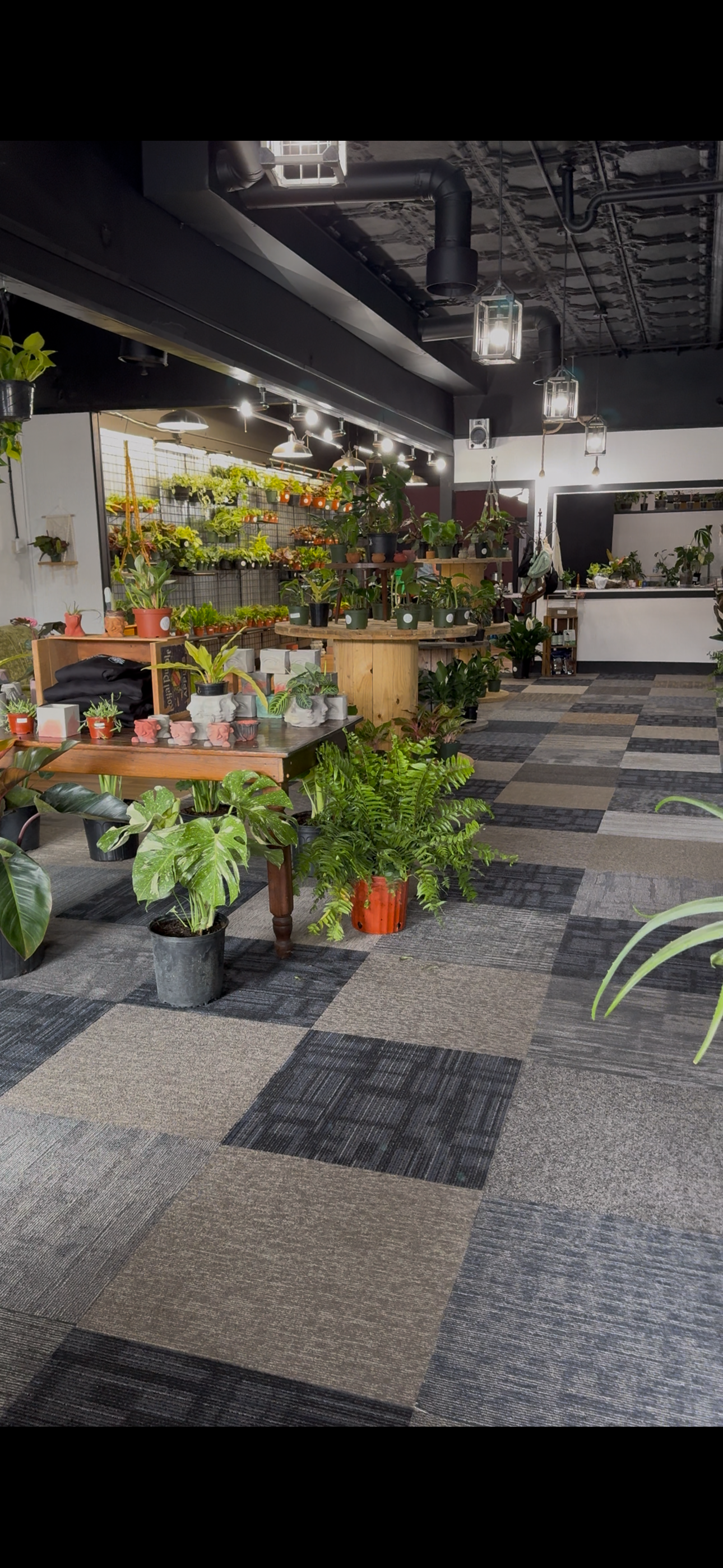 Plants and displays inside The Vine